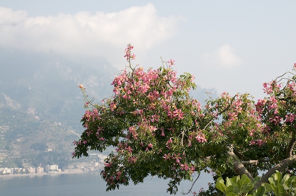 ceiba bei positano